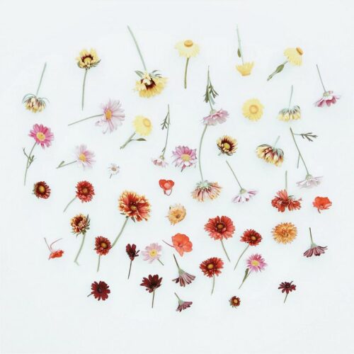 Lulu Pinkus - Where have all the flowers gone, long time passing