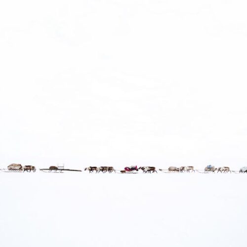 Oded Wagenstein - Convoy of reindeer