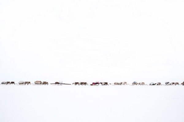 Oded Wagenstein - Convoy of reindeer